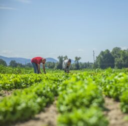 II Encontro Paranaense de Agricultura Regenerativa será realizado em abril em Marechal Cândido Rondon
